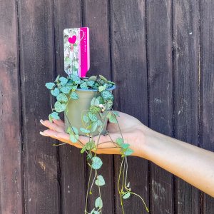 Lampášik (Ceropegia woodii) - výška 10 cm, Ø 30-40 cm, kont. C1L